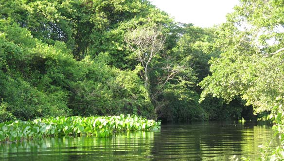 Bootsausflug im Pantanal